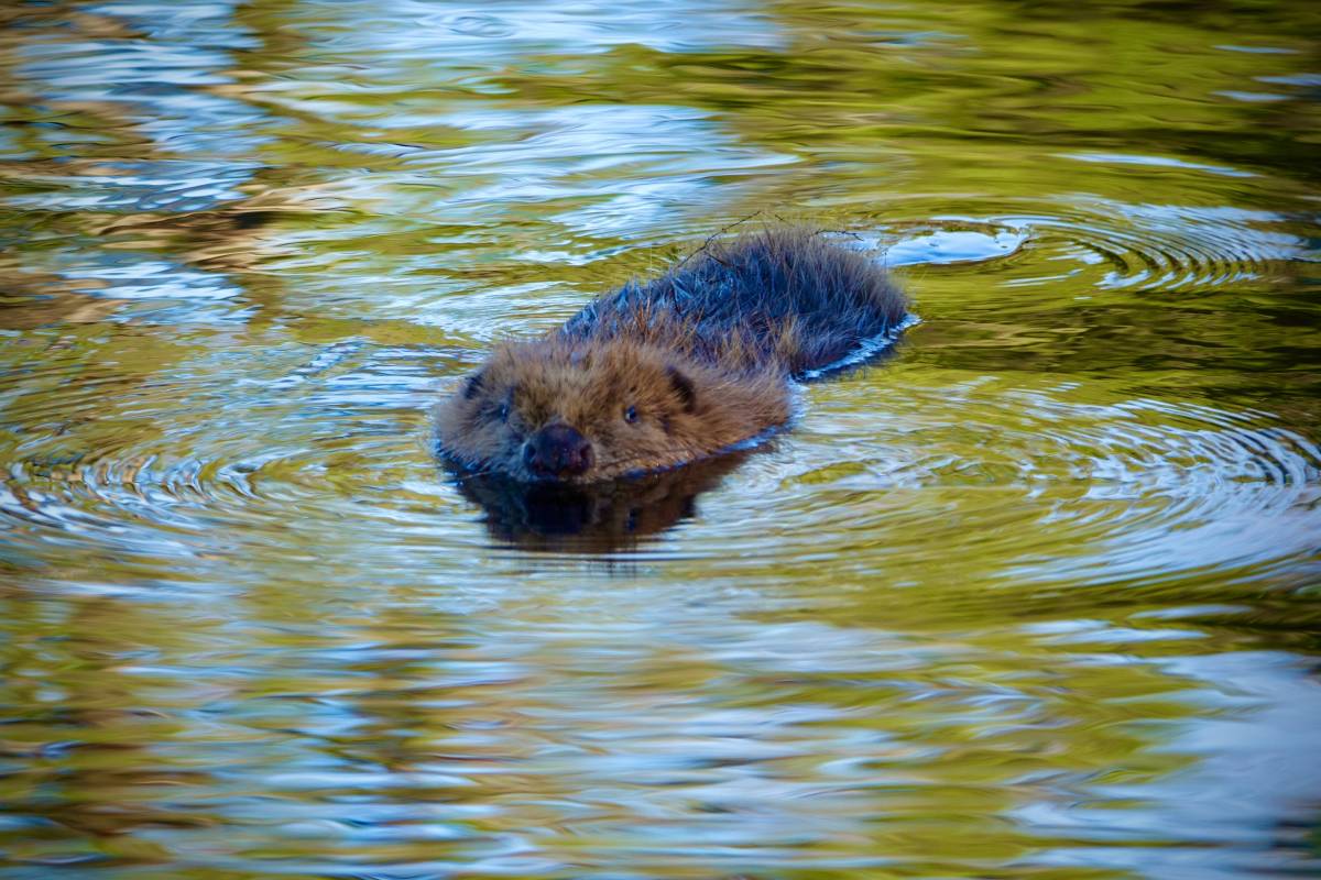 Highland Beaver Safari